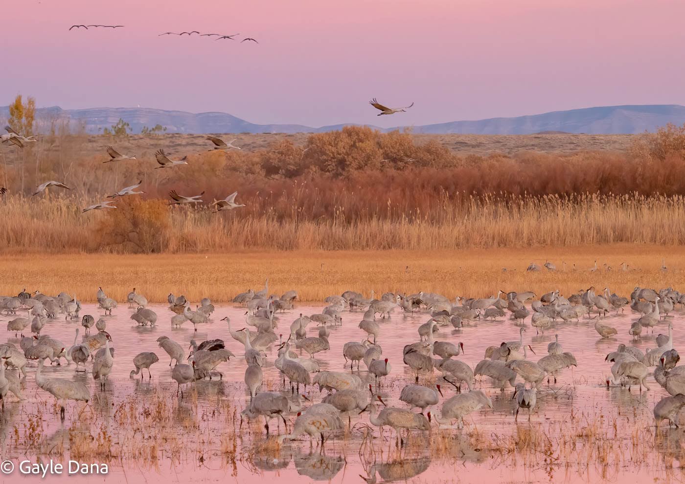Bosque Del Apache NM 2021